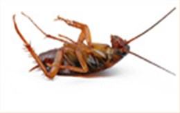 專業(yè)滅蟑螂