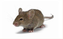 專業(yè)滅老鼠