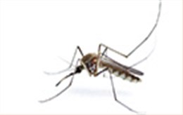 專業(yè)滅蚊子