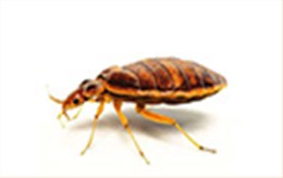 專業(yè)滅臭蟲